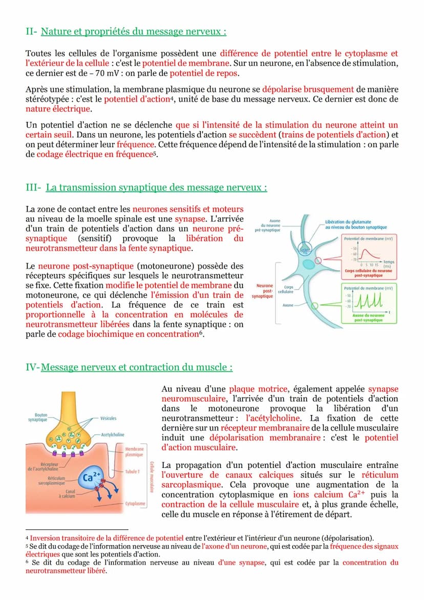 I- Un arc reflexe, le circuit nerveux d'un réflexe myotatique :
Un réflexe est une réaction motrice involontaire et
stéréotypée en réponse à