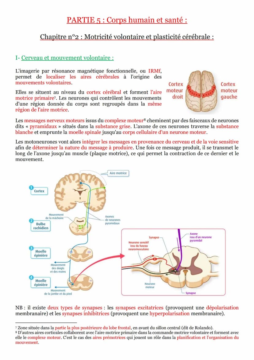 I- Un arc reflexe, le circuit nerveux d'un réflexe myotatique :
Un réflexe est une réaction motrice involontaire et
stéréotypée en réponse à