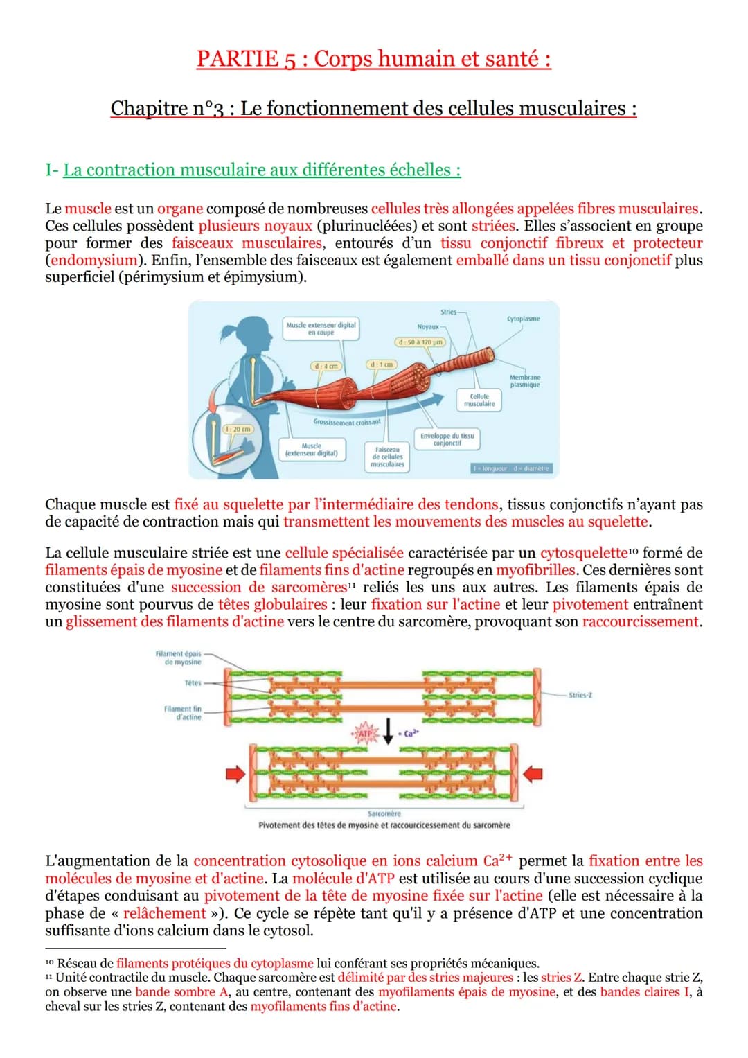 I- Un arc reflexe, le circuit nerveux d'un réflexe myotatique :
Un réflexe est une réaction motrice involontaire et
stéréotypée en réponse à