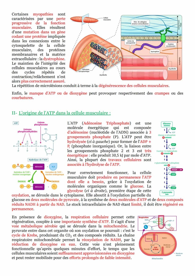 I- Un arc reflexe, le circuit nerveux d'un réflexe myotatique :
Un réflexe est une réaction motrice involontaire et
stéréotypée en réponse à