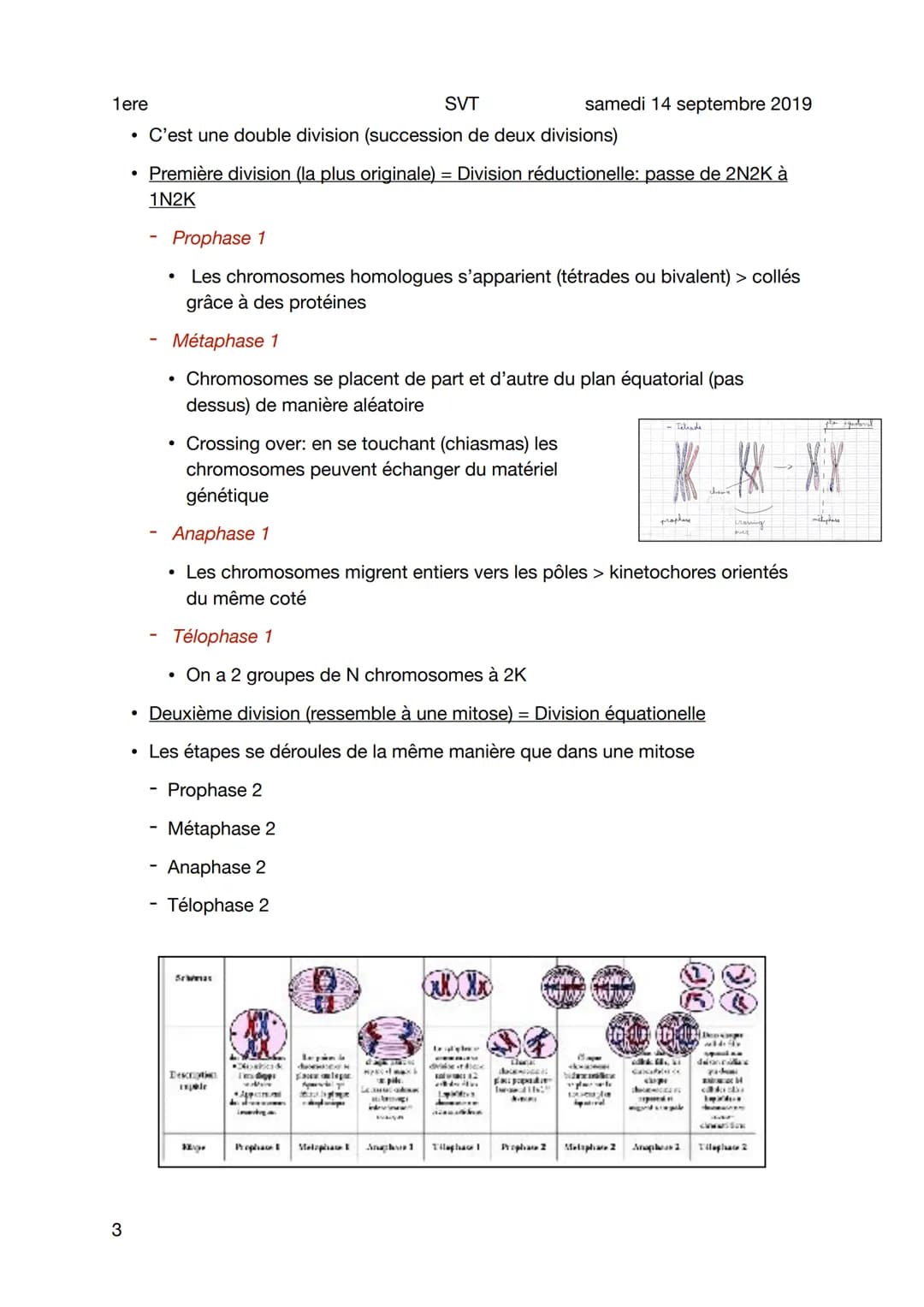 1ere
Les divisions cellulaires
Sujet
- Le cycle cellulaire
• Le cycle cellulaire correspond à l'ensemble des étapes entre la mitose d'une
ce