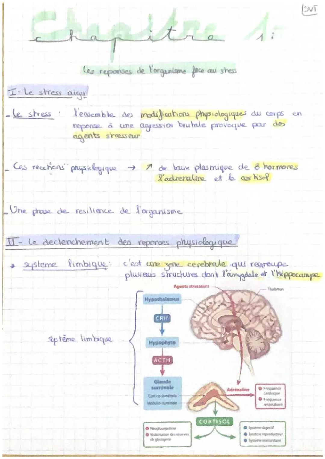 Comment ton corps réagit au stress aigu