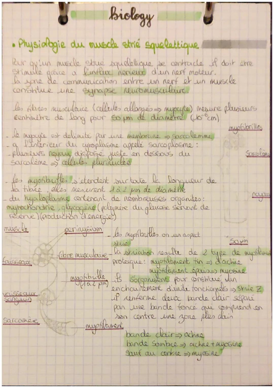 biology
Physiologie du muscle strié squelettique
Stimule
Rur qu'un muscle stue squelettique se contracte if doit être
grace a l'influx nerve