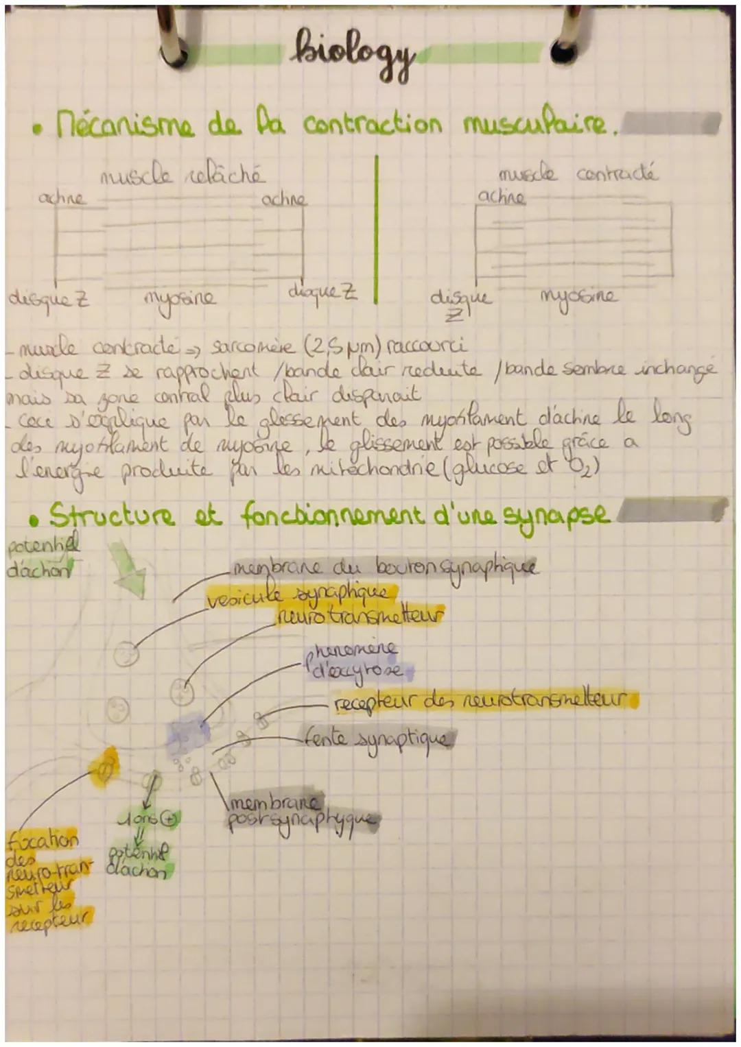 biology
Physiologie du muscle strié squelettique
Stimule
Rur qu'un muscle stue squelettique se contracte if doit être
grace a l'influx nerve