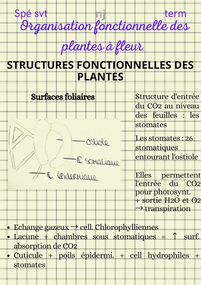 Spé svt
term
Organisation fonctionnelle des
plantes à fleur
ORGANISATION STRUCTURELLE D'UNE
PLANTE
1- Système caulinaire
2- Système racinair