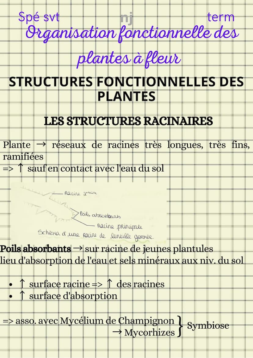 Spé svt
term
Organisation fonctionnelle des
plantes à fleur
ORGANISATION STRUCTURELLE D'UNE
PLANTE
1- Système caulinaire
2- Système racinair