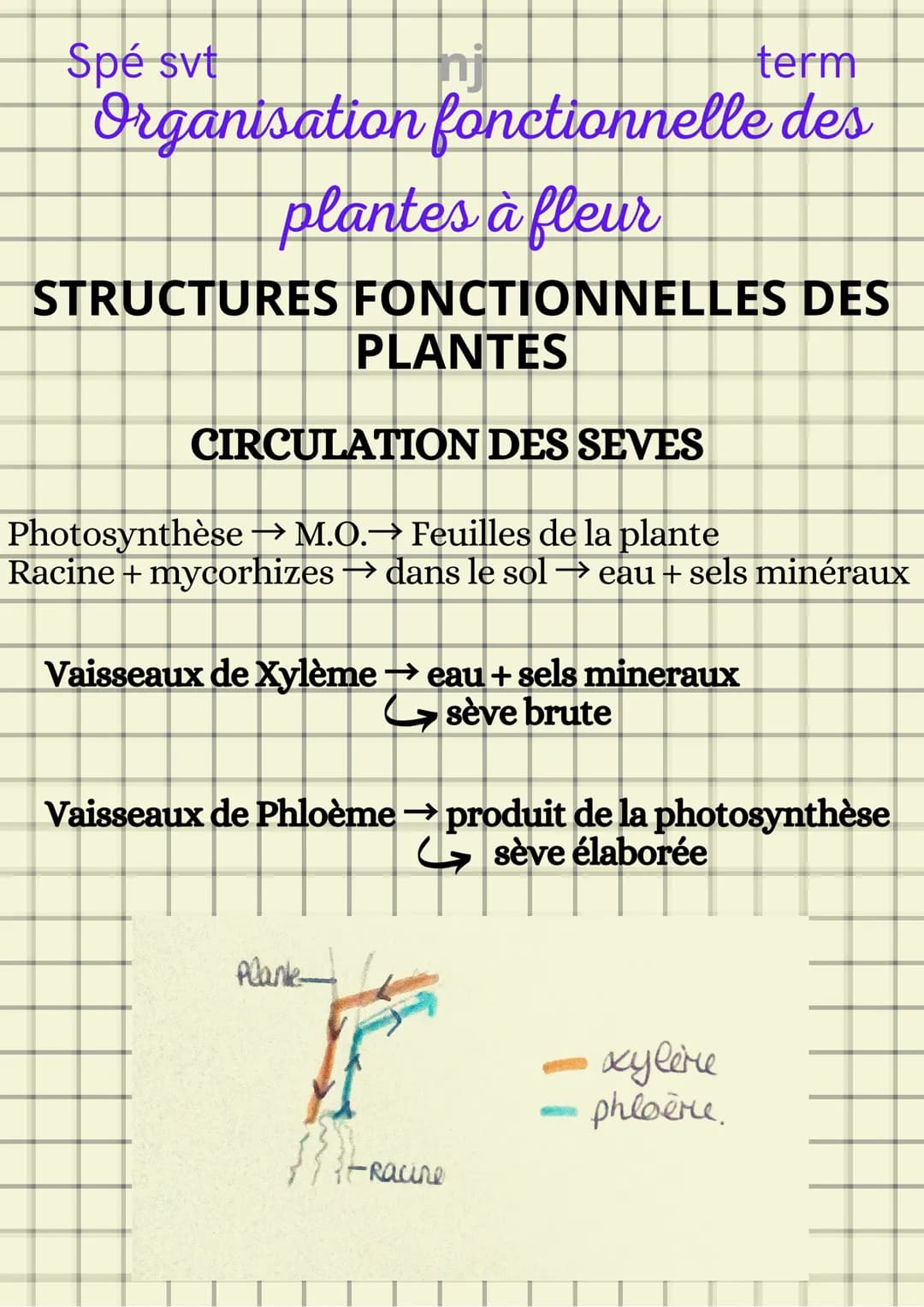 Spé svt
term
Organisation fonctionnelle des
plantes à fleur
ORGANISATION STRUCTURELLE D'UNE
PLANTE
1- Système caulinaire
2- Système racinair