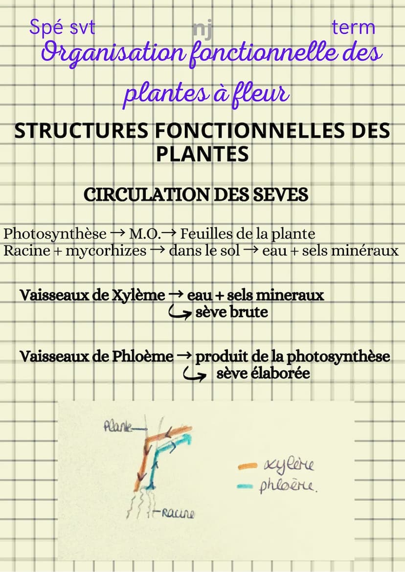 Spé svt
term
Organisation fonctionnelle des
plantes à fleur
ORGANISATION STRUCTURELLE D'UNE
PLANTE
1- Système caulinaire
2- Système racinair