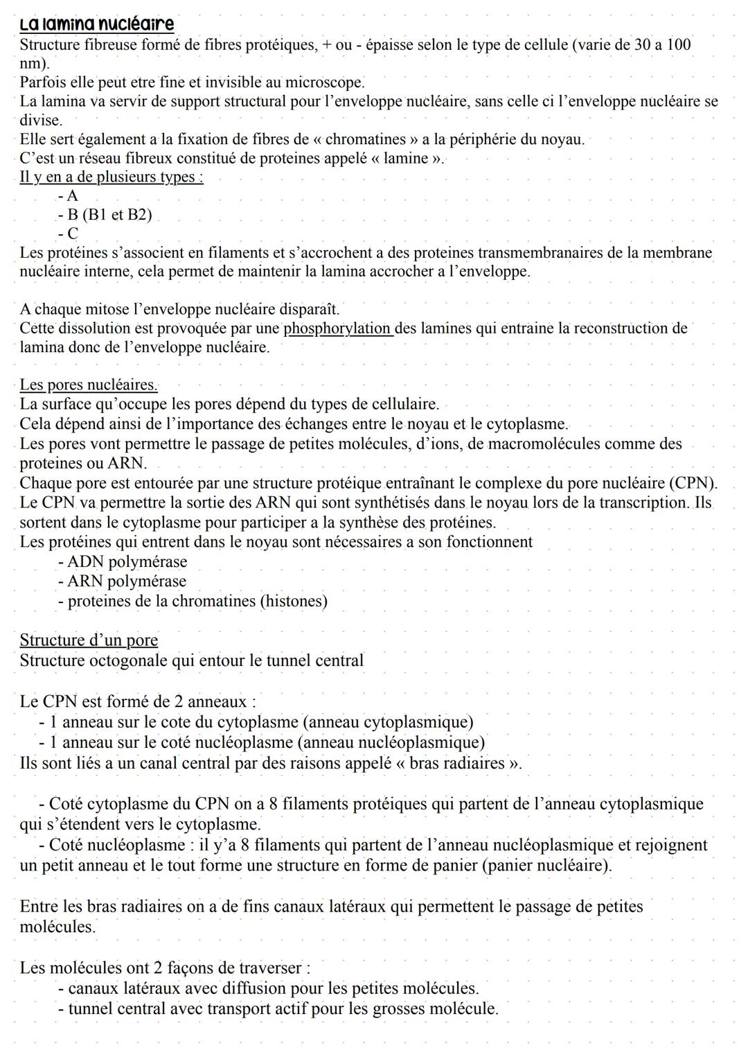Le noyau
Le noyau permet de distinguer le noyau d'une cellule eucaryotes d'une cellule procaryotes.
Il héberge le génome c'est a dire l'ense