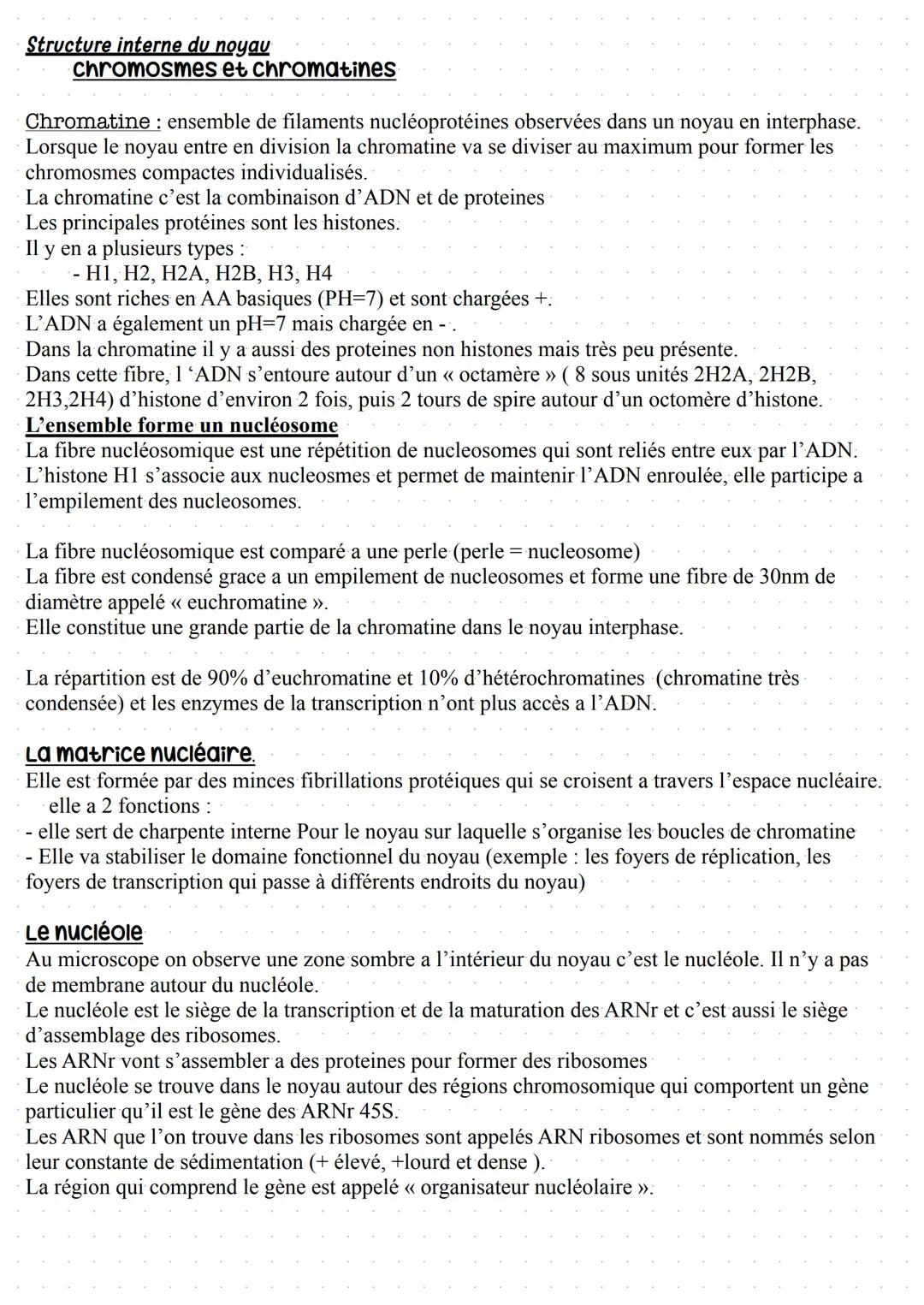 Le noyau
Le noyau permet de distinguer le noyau d'une cellule eucaryotes d'une cellule procaryotes.
Il héberge le génome c'est a dire l'ense
