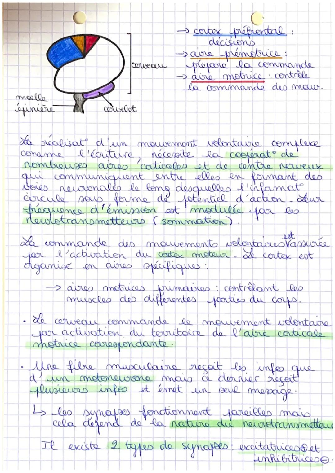 cellules gliales
6 Coys humain et
santi
Chapitre 2: cerveau et mouvements volontaires
cellules
les
astrocytes
les
oligodendrocytes
Tableau
c