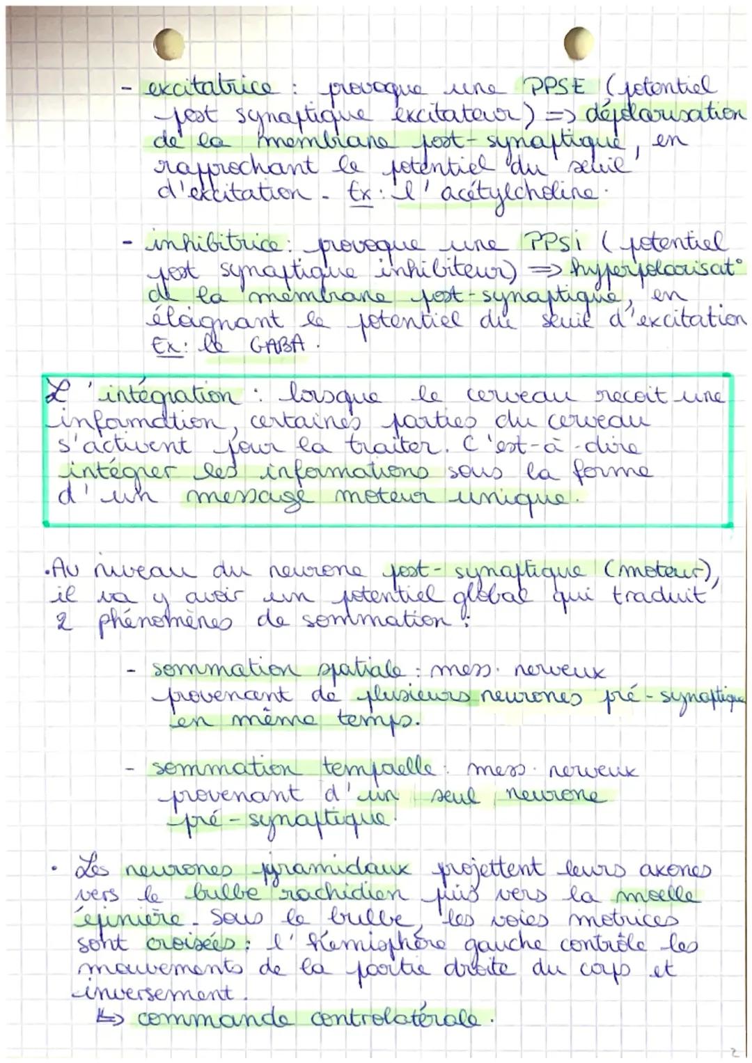cellules gliales
6 Coys humain et
santi
Chapitre 2: cerveau et mouvements volontaires
cellules
les
astrocytes
les
oligodendrocytes
Tableau
c
