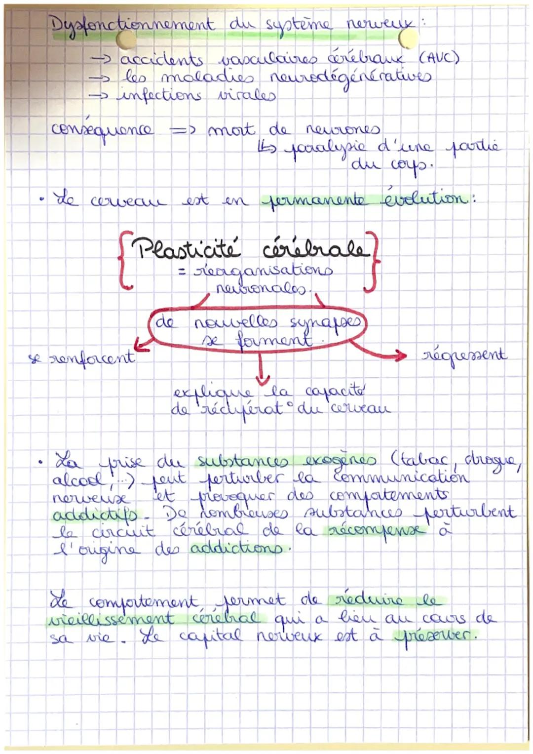 cellules gliales
6 Coys humain et
santi
Chapitre 2: cerveau et mouvements volontaires
cellules
les
astrocytes
les
oligodendrocytes
Tableau
c