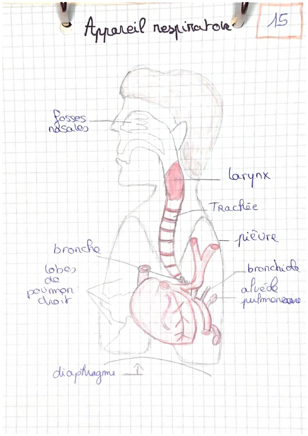 fosses f
nasales
bronche
lobes
Appareil respinatone-
عال
poumon
choit
diaphragme î
15
Larynx
TRachée
pieure
bronchiole
alvéde
pulmonaire var