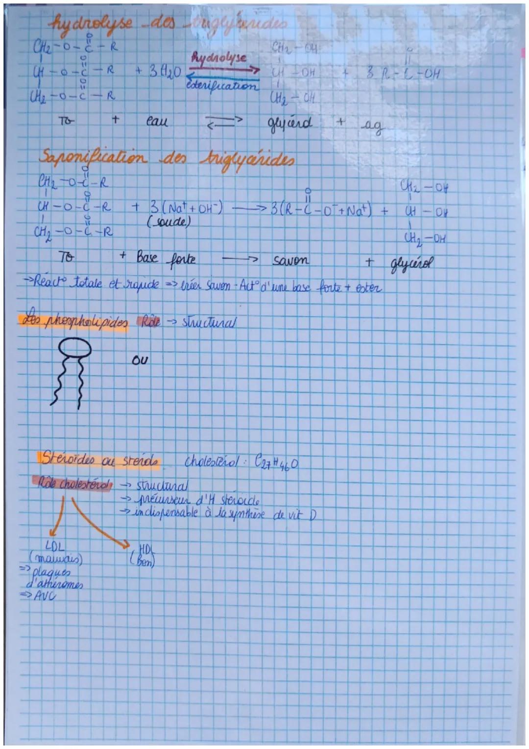 31103124
LES LIPIDES
CHAPITRE 2
Comment la structure des liides influe-t-
elle sur la santé?
Les acides gras, molecule avec longue chaine ca