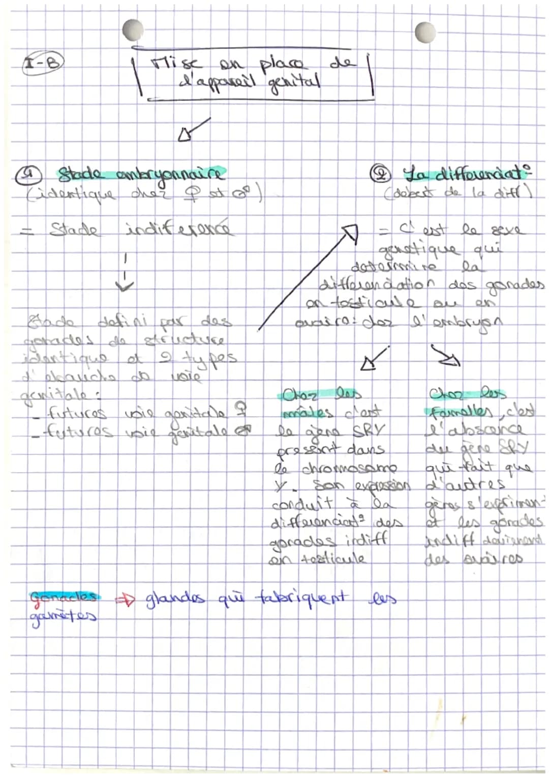 Sut: Apparel producteur

te sexe biologique (9/07) est défini:

- genetiquement (XX; XY)

- anatomique (diff de caractères.
'appareil réprod