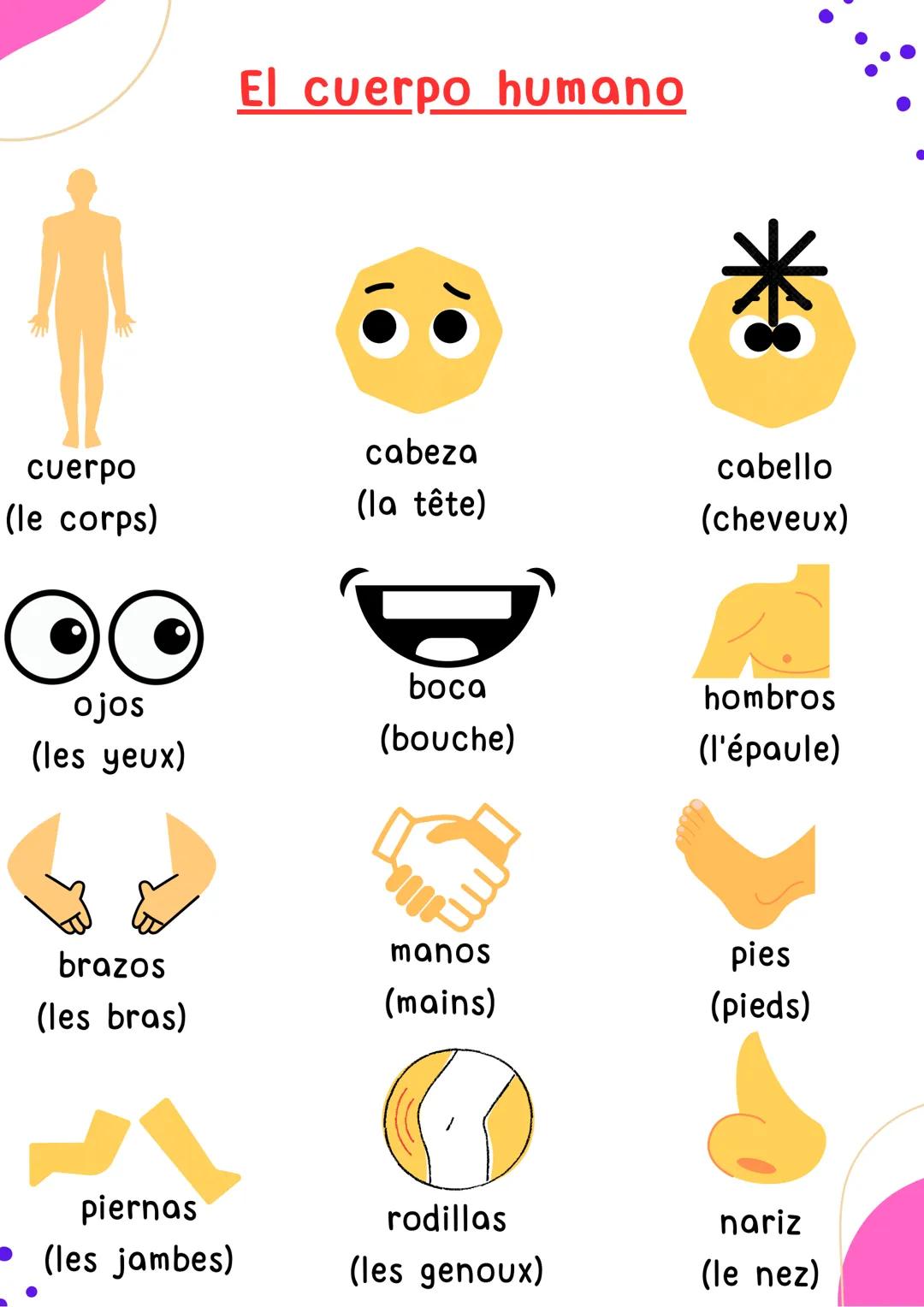 # LES PARTIES
## DU CORPS HUMAIN
Espagnol # El cuerpo humano

cuerpo
(le corps)

cabeza
(la tête)

cabello
(cheveux)

ojos
(les yeux)

boca
