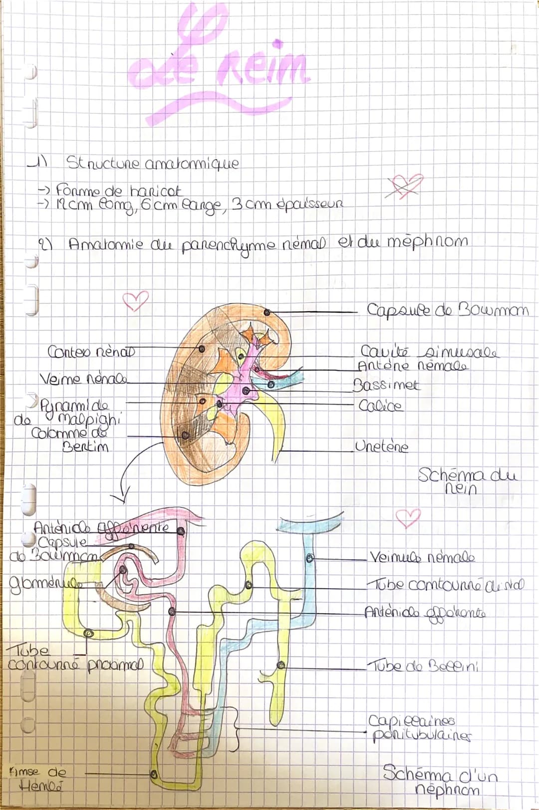 Jl Structure amatonmique
-> Forme de haricot
-> 12cm omg, 6 cm earge, 3 cm épousseur
2) Amatomie du parenchyme nemal et du méphnom
do
auf ke