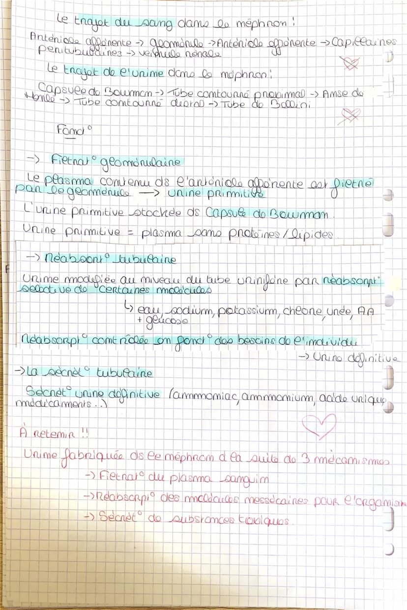 Jl Structure amatonmique
-> Forme de haricot
-> 12cm omg, 6 cm earge, 3 cm épousseur
2) Amatomie du parenchyme nemal et du méphnom
do
auf ke