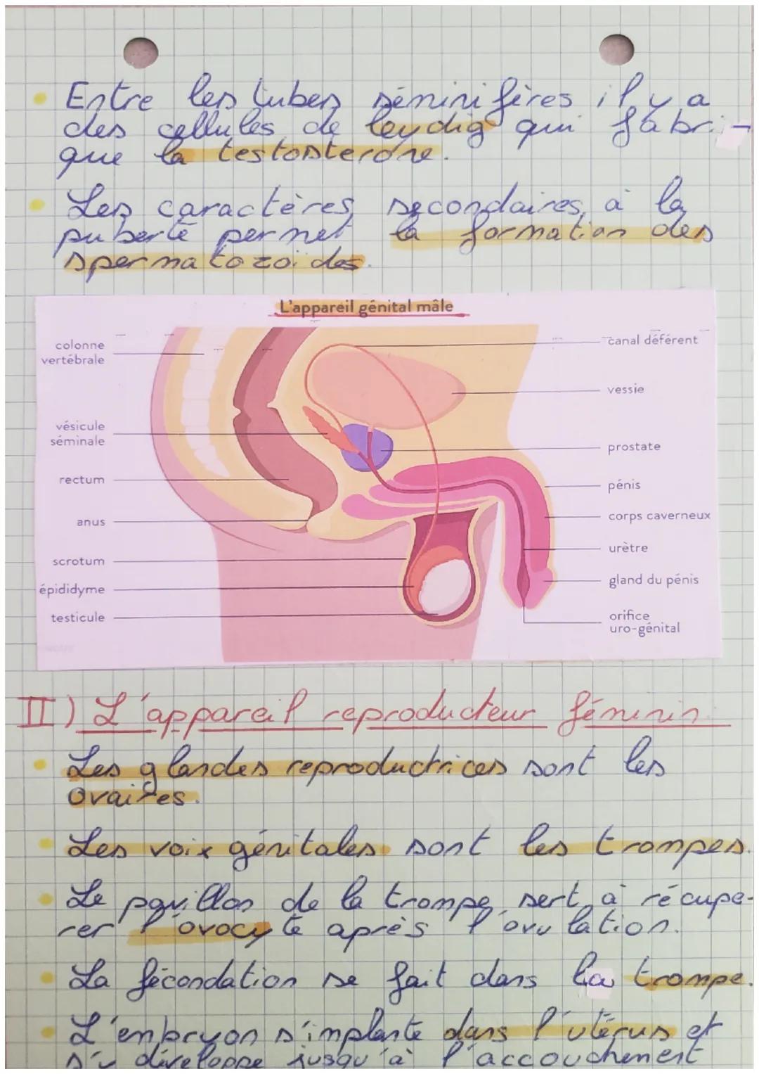 sut

Corp hunain et
sante partie 1

Introduction:
Les phenotypes maleset fenelles ant
des differences anatomiques et physio-
logiques. E
ori