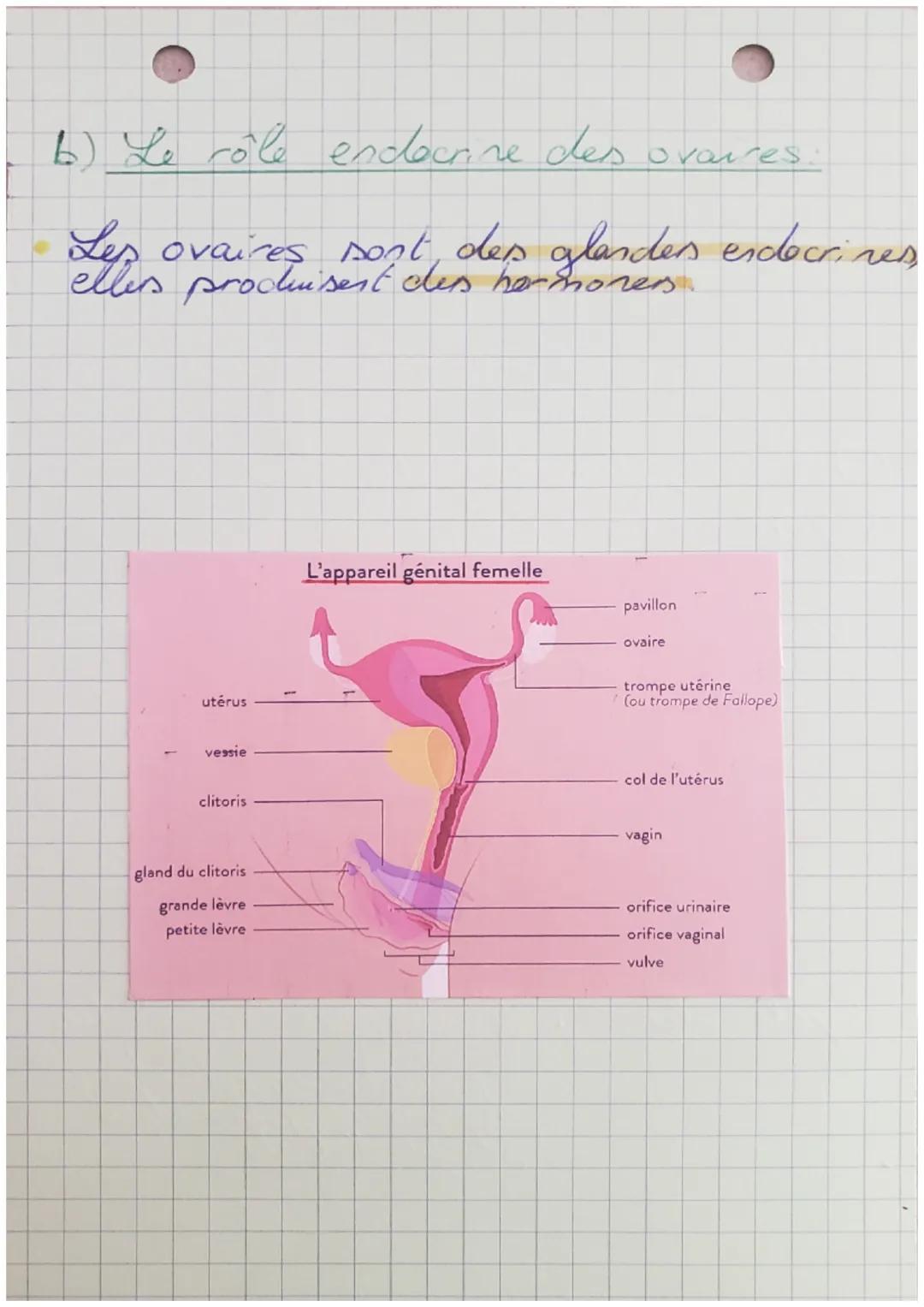 sut

Corp hunain et
sante partie 1

Introduction:
Les phenotypes maleset fenelles ant
des differences anatomiques et physio-
logiques. E
ori
