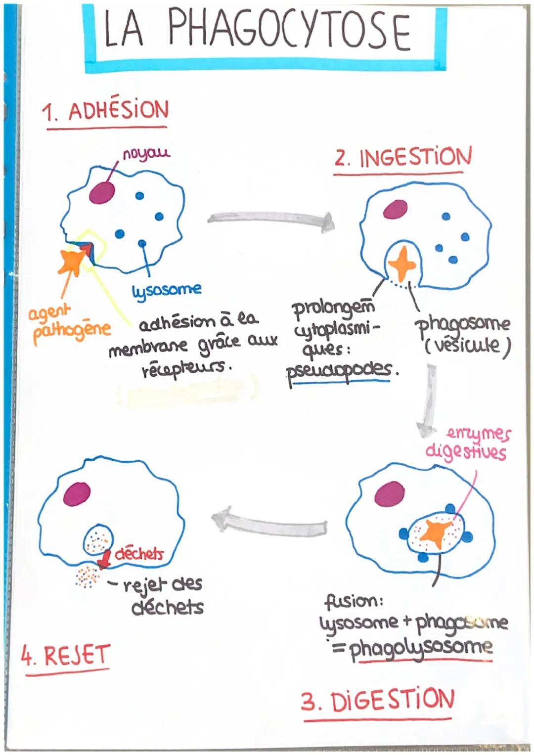 # LA PHAGOCYTOSE

1. ADHÉSION

noyou

2. INGESTION

agent

lysosome

pathogene adhésion à la

membrane grâce aux cytoplasmi-

récepteurs.

p