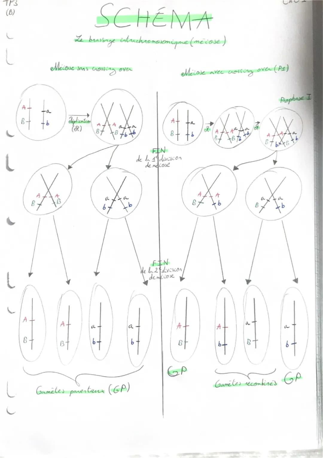 Schéma le brassage intrachromosomique 