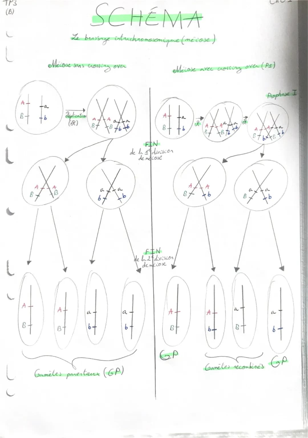 TP3
(B)
L
L
L
8
A
SCHÉMA
Le brassage intrachromosomique (me cose)
Mecose sans crossing over
t6
Réplication
(R)
6
76
txa
b
0900
a
Gamētes par