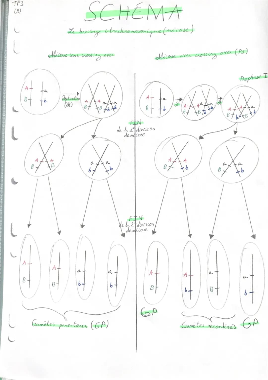 TP3
(B)
L
L
L
8
A
SCHÉMA
Le brassage intrachromosomique (me cose)
Mecose sans crossing over
t6
Réplication
(R)
6
76
txa
b
0900
a
Gamētes par