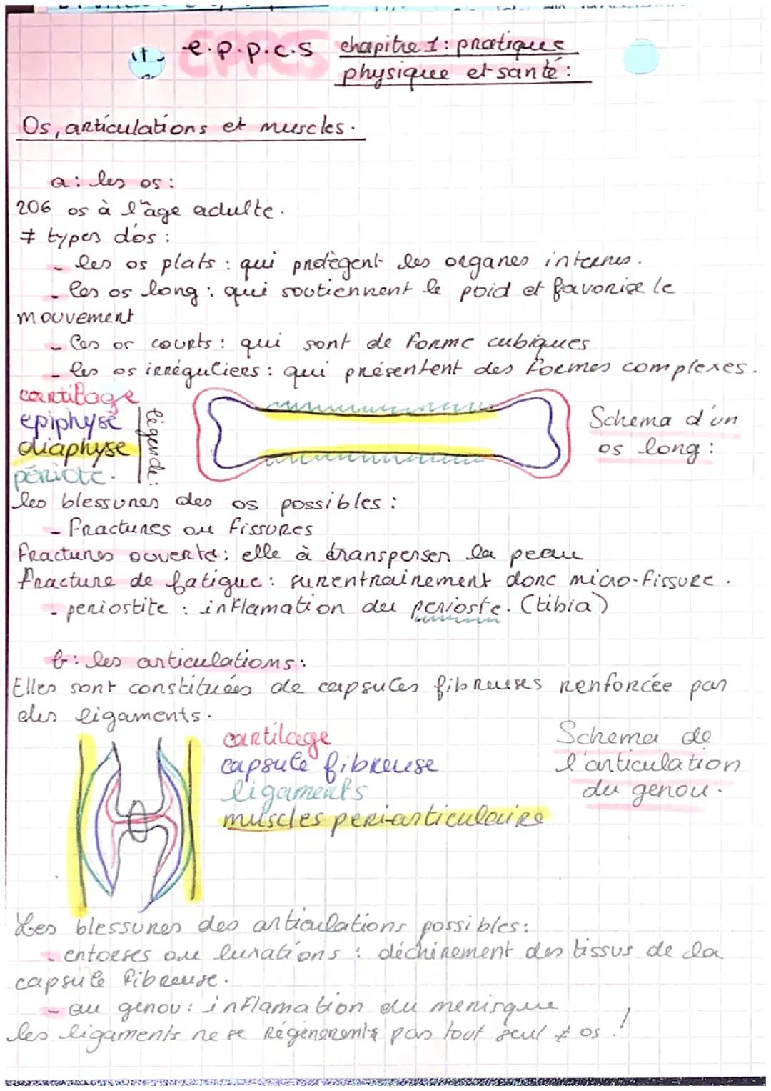 it. e.p.p.c.s chapitre 1: pratiques
physique et sante:

Os, articulations et muscles.

a: les os:
206 os à l'age adulte.
# types dos:
- les 