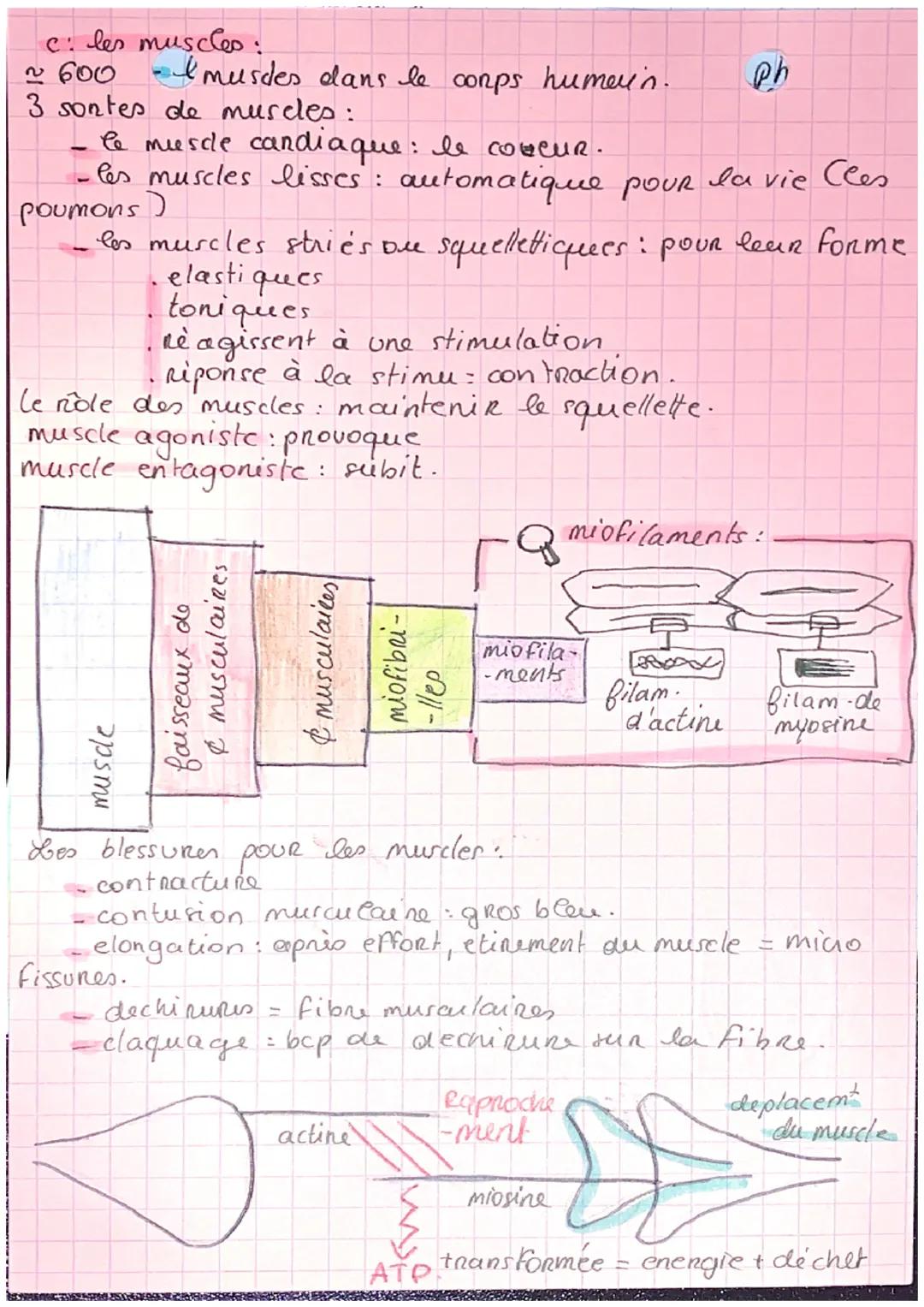 it. e.p.p.c.s chapitre 1: pratiques
physique et sante:

Os, articulations et muscles.

a: les os:
206 os à l'age adulte.
# types dos:
- les 