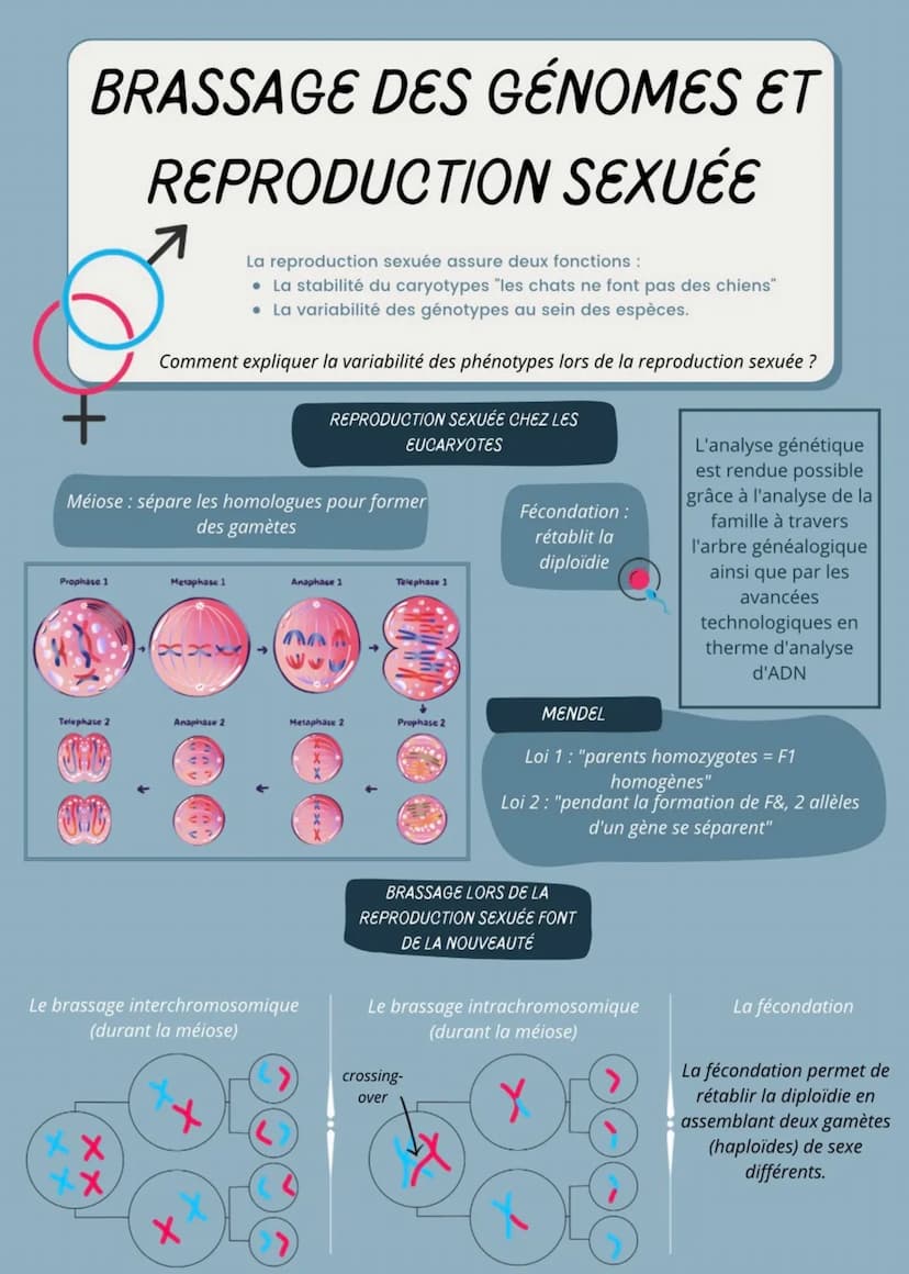 MD
CONSERVATION DES
GÉNOMES, CLONES
Mitose reproduction des cellules, = reproduction asexuée des
plantes
Les clones cellulaires viennent d'u
