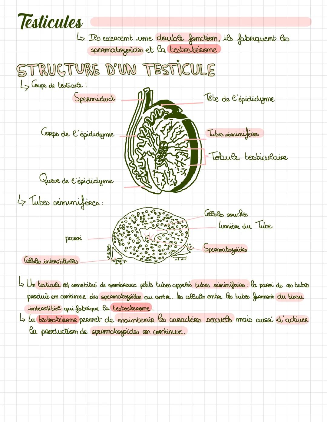 Cycle ovarien
↳> Développement et la maturation des follicules
l'expulsion des ouscyte puis transformation em
CORPs jaume (28 jours).
PHASE 