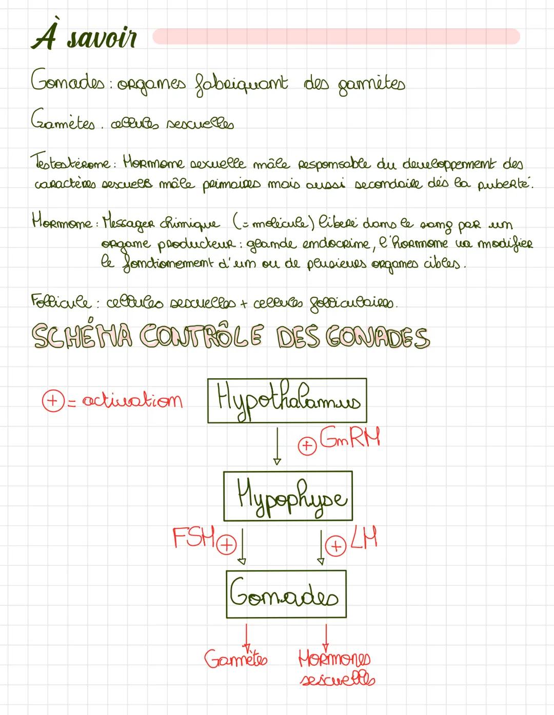 Cycle ovarien
↳> Développement et la maturation des follicules
l'expulsion des ouscyte puis transformation em
CORPs jaume (28 jours).
PHASE 