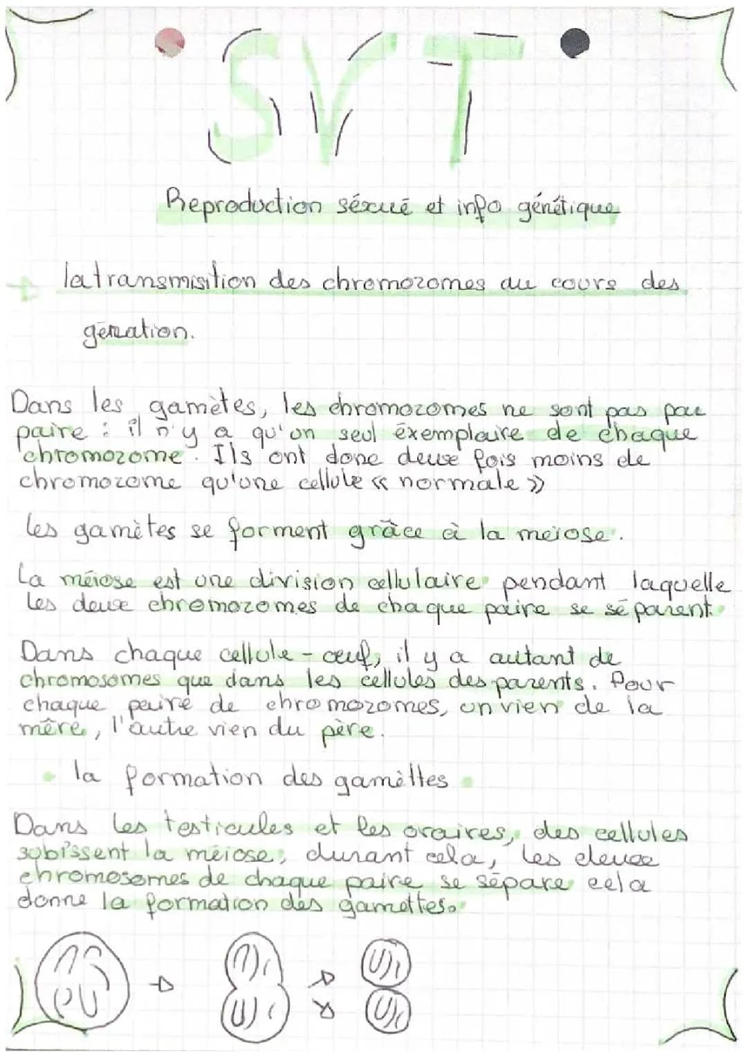 Reproduction Sexuée et Asexuée, Schémas et Étapes Clés