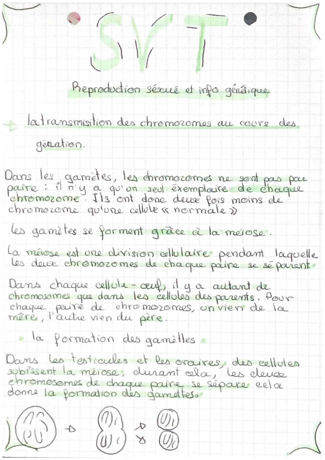 SVT
Reproduction sexué et info génétique
la transmisition des chromozomes au cours des
genation.
Dans les gametes, les chromozomes ne sont p
