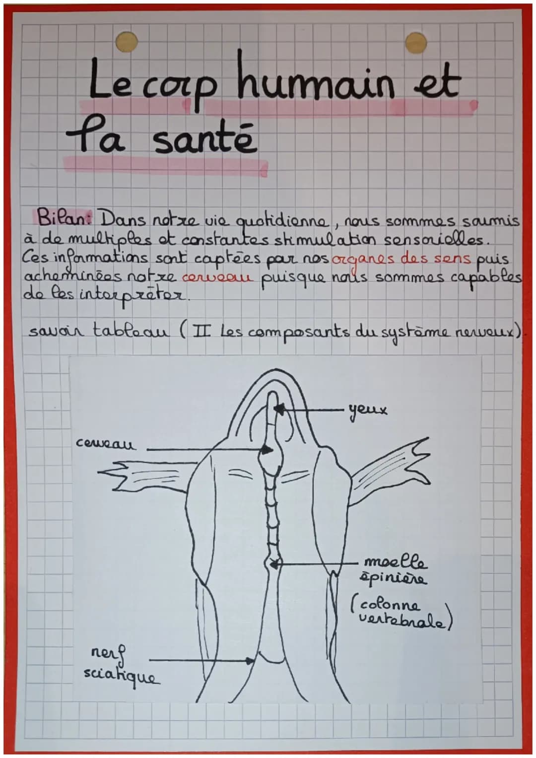 Le corp humain et
la santé
Bilan: Dans notre vie quotidienne, nous sommes soumis
à de multiples et constantes stimulation sensorielles.
Ces 
