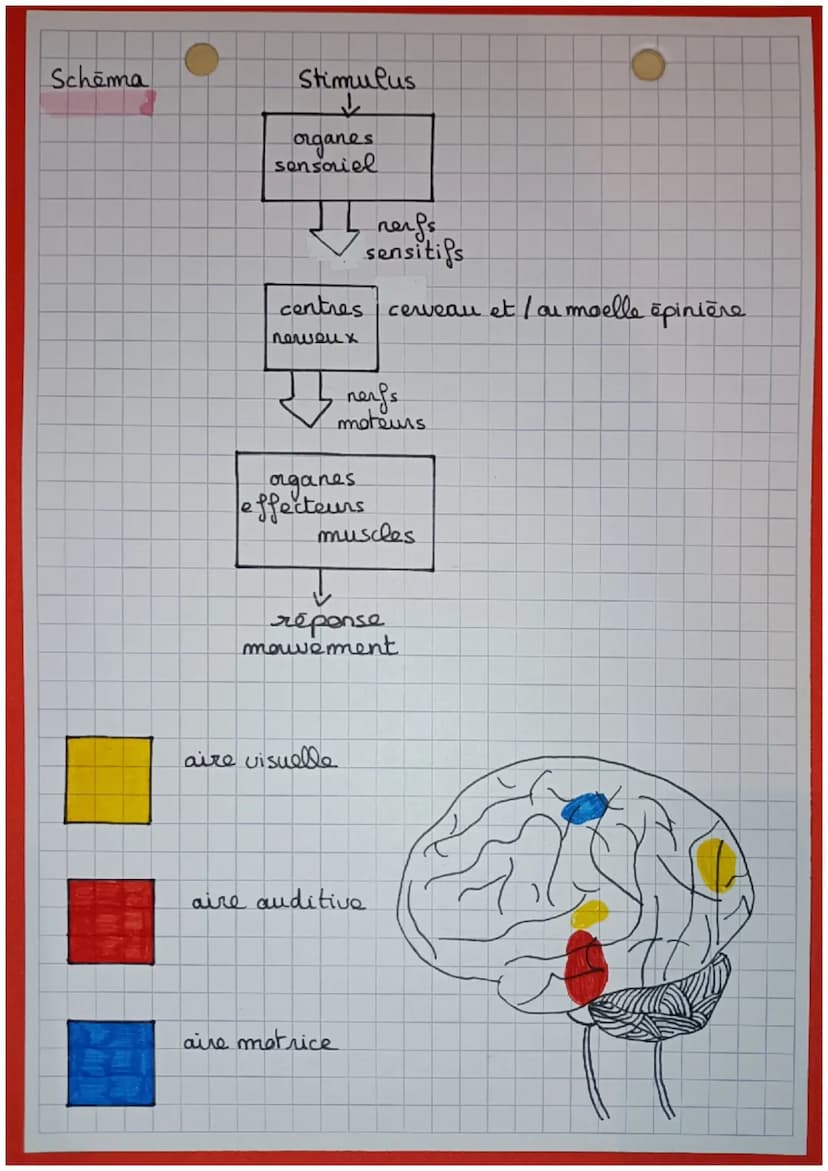 Le corp humain et
la santé
Bilan: Dans notre vie quotidienne, nous sommes soumis
à de multiples et constantes stimulation sensorielles.
Ces 