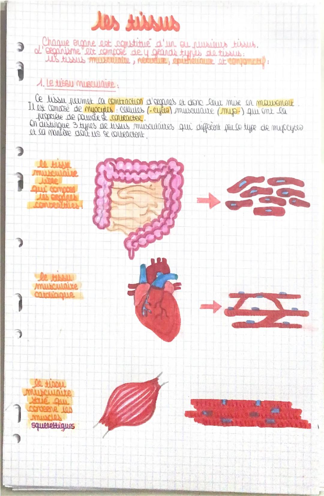 ว
les tissus
Chaque organe est constitue d'un ou plusieurs tissus.
'seganisme est composé de y geards types de tissus:
was tissus musculaire