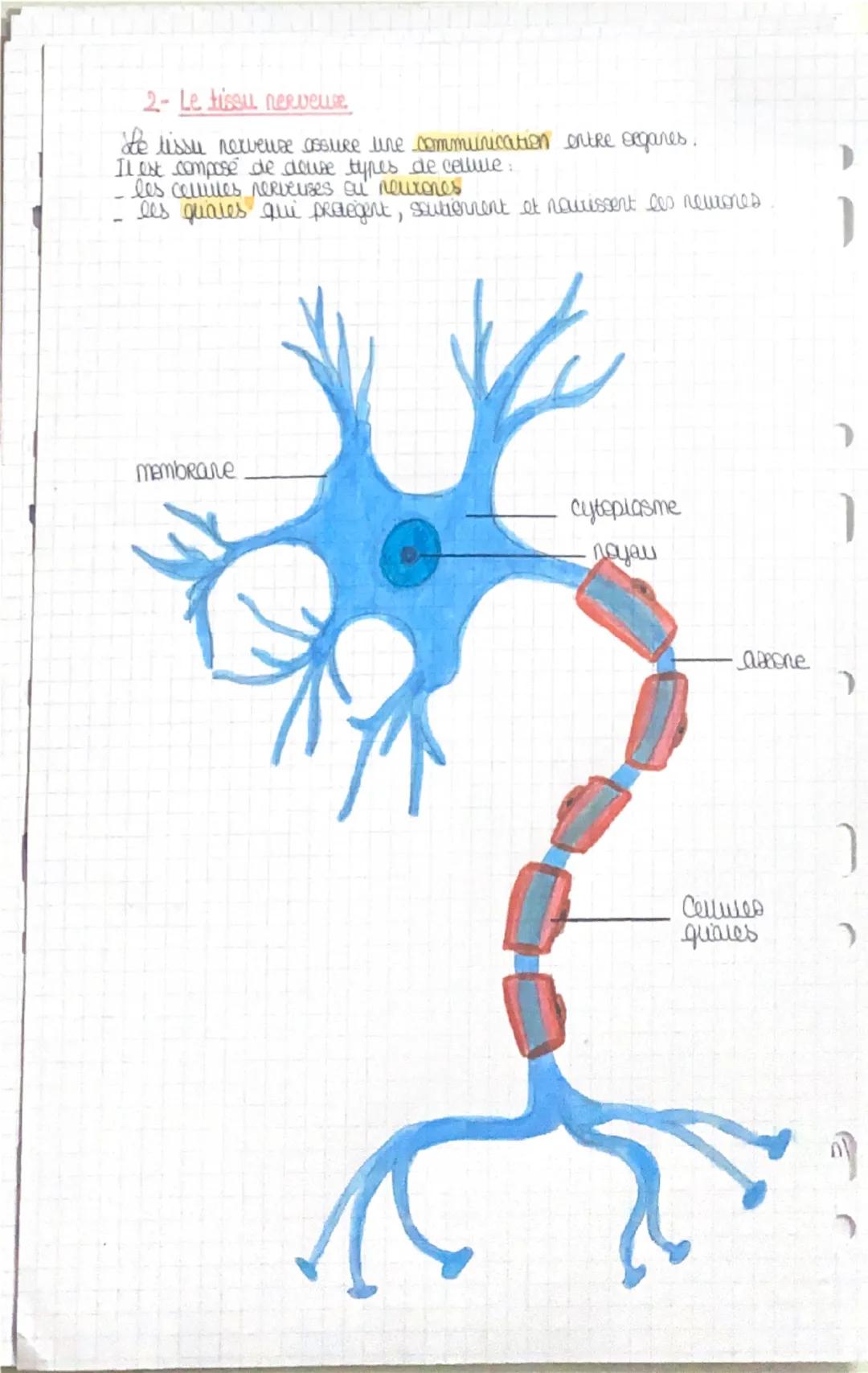 ว
les tissus
Chaque organe est constitue d'un ou plusieurs tissus.
'seganisme est composé de y geards types de tissus:
was tissus musculaire