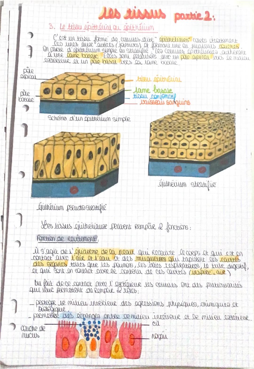 ว
les tissus
Chaque organe est constitue d'un ou plusieurs tissus.
'seganisme est composé de y geards types de tissus:
was tissus musculaire