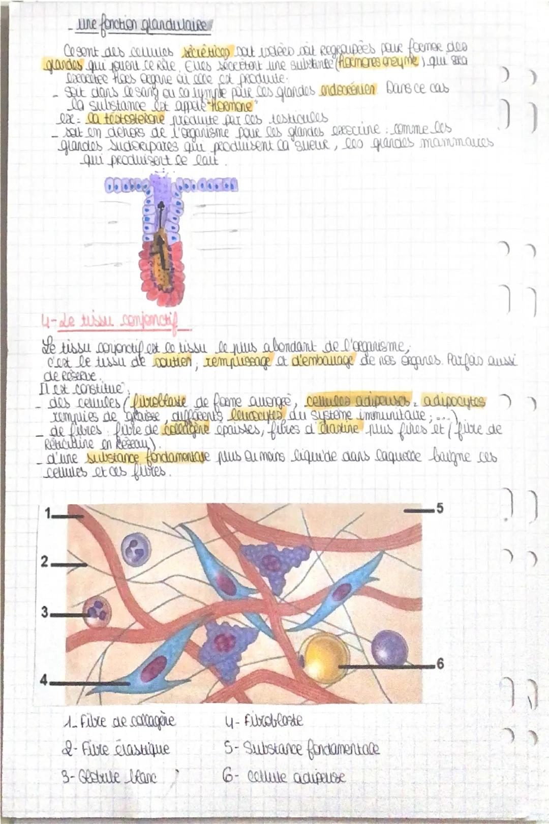 ว
les tissus
Chaque organe est constitue d'un ou plusieurs tissus.
'seganisme est composé de y geards types de tissus:
was tissus musculaire