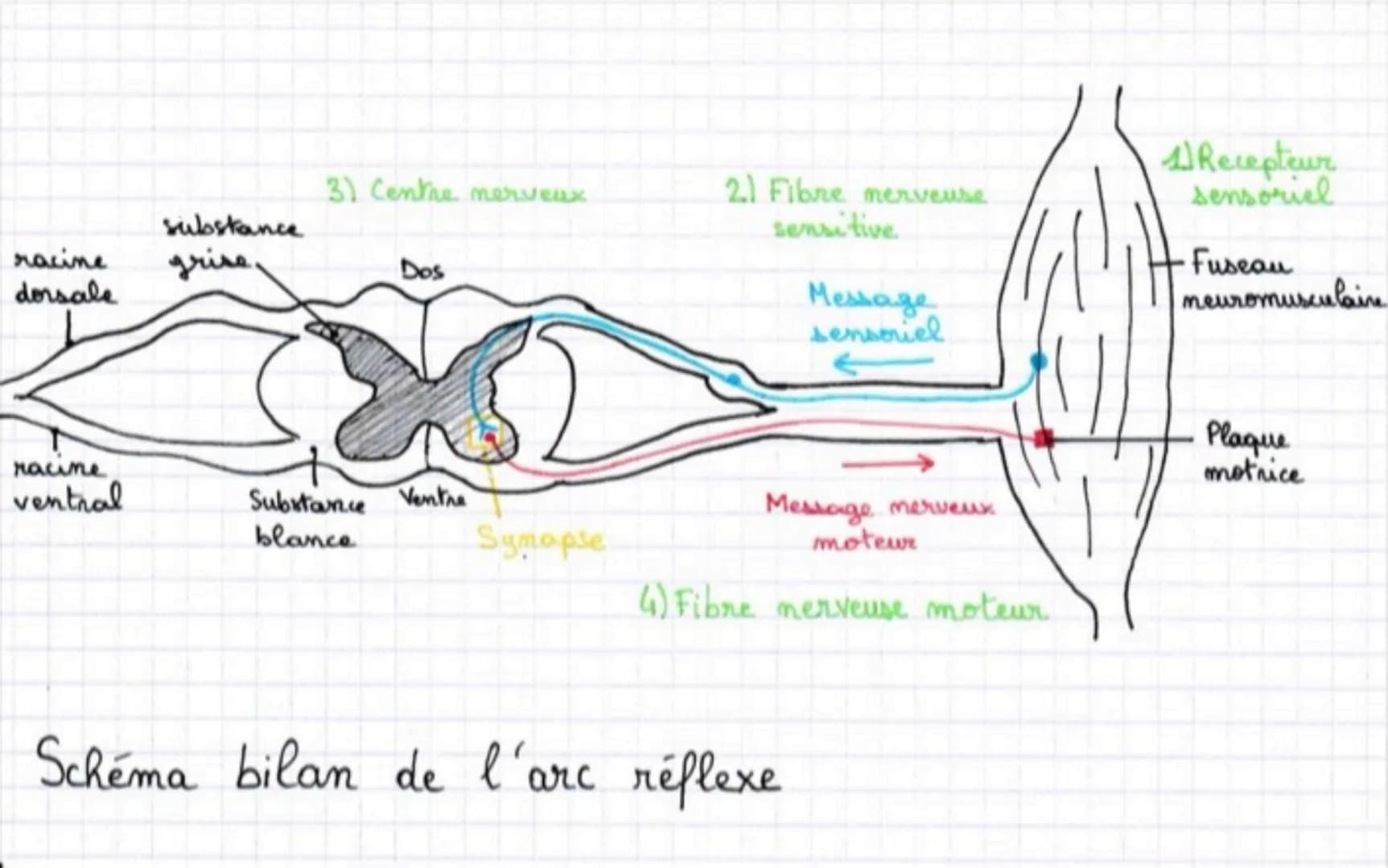 racine
dorsale
racine
ventral
substance
grise
3) Centre nerveux
Dos
Substance Ventre
blance
Synopse
2) Fibre merveuse
sensitive
Message
sens