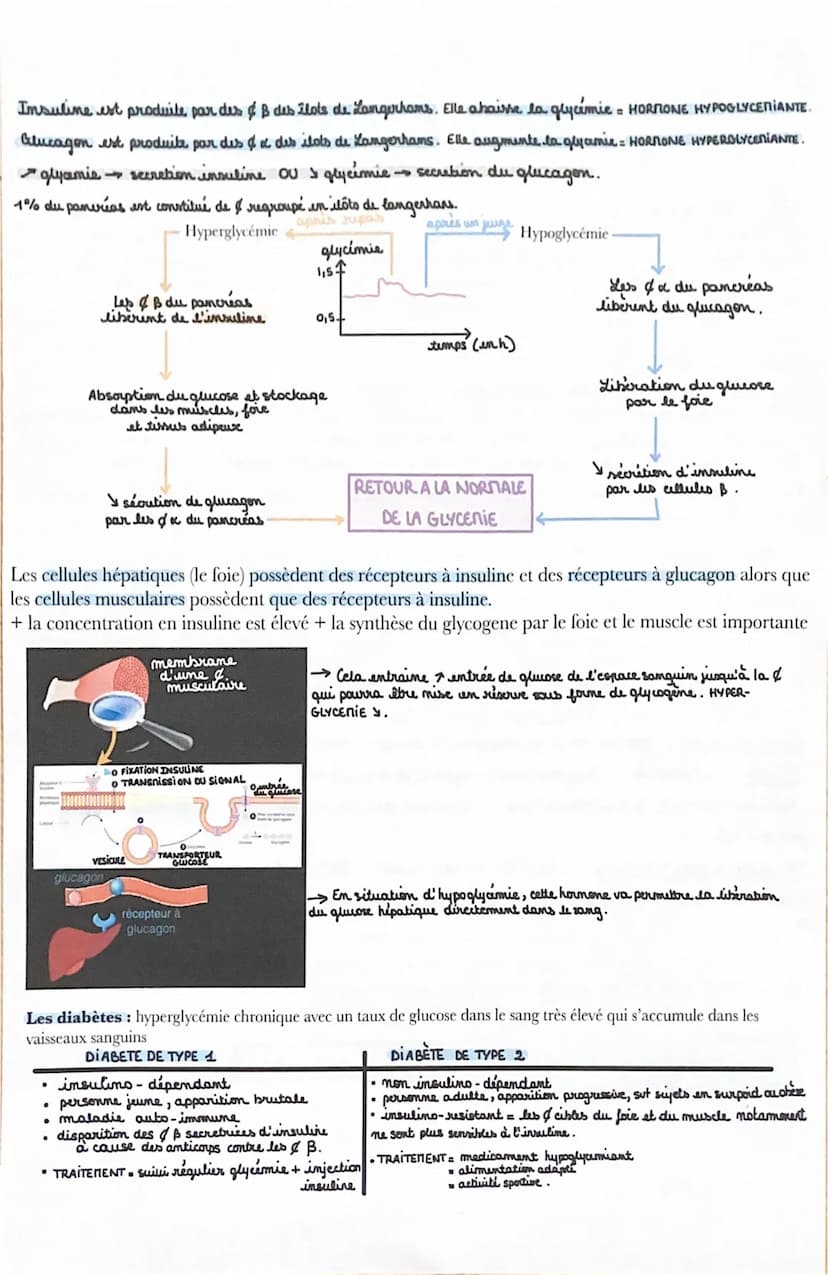 La glycémie
Alimentation apporte du glucose au cours d'une journée et il est dépensé lors d'activités sportives
ou intellectuelles. Or la co