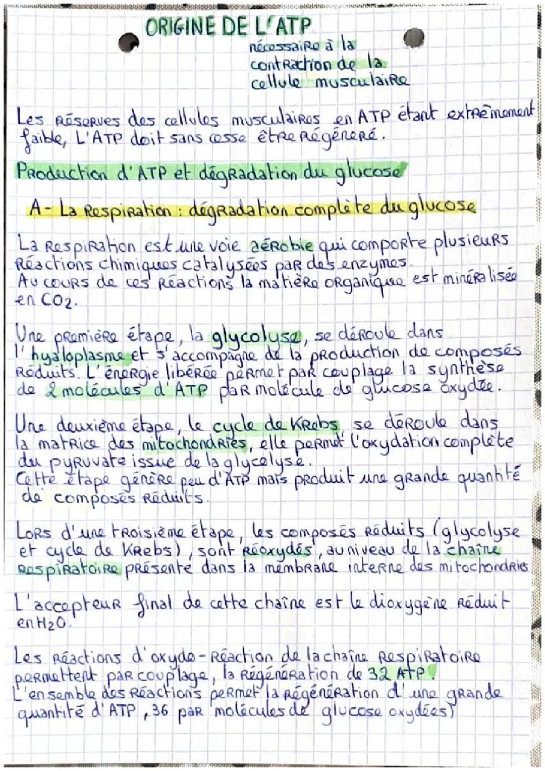 Le rôle de l'ATP dans les muscles et les 3 voies de régénération