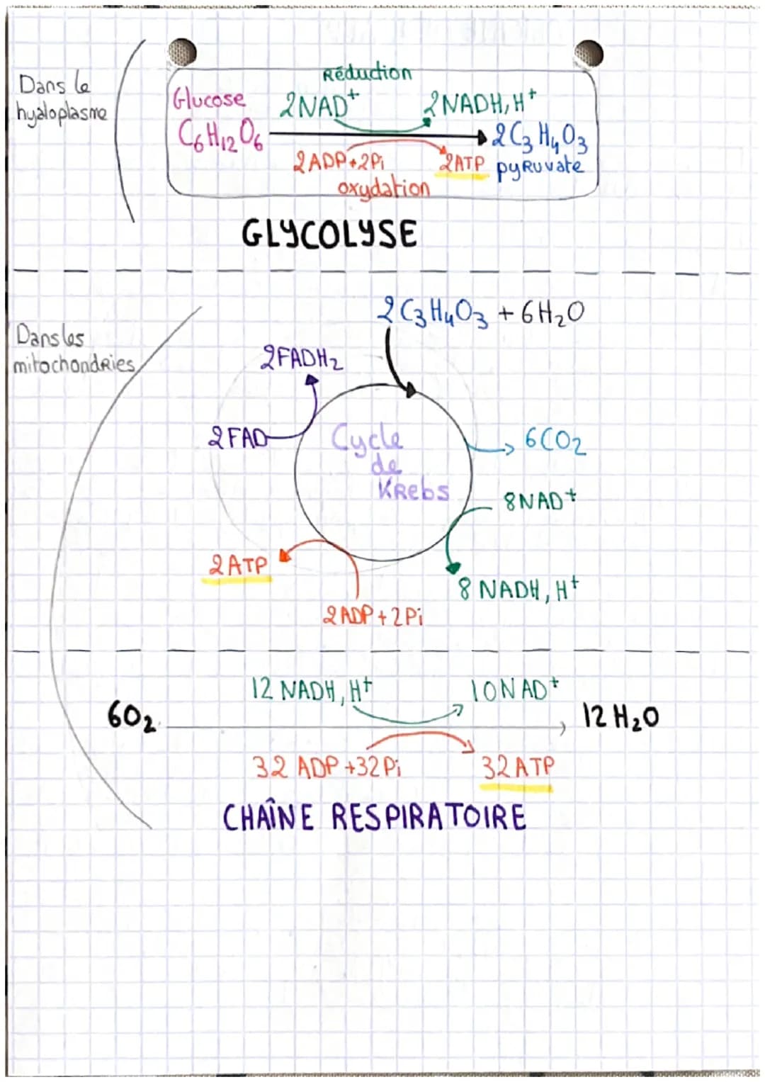 ORIGINE DE L'ATP
nécessaire à la
contraction de la
cellule musculaire
Les Réserves des cellules musculaires en ATP étant extrêmement
faible,