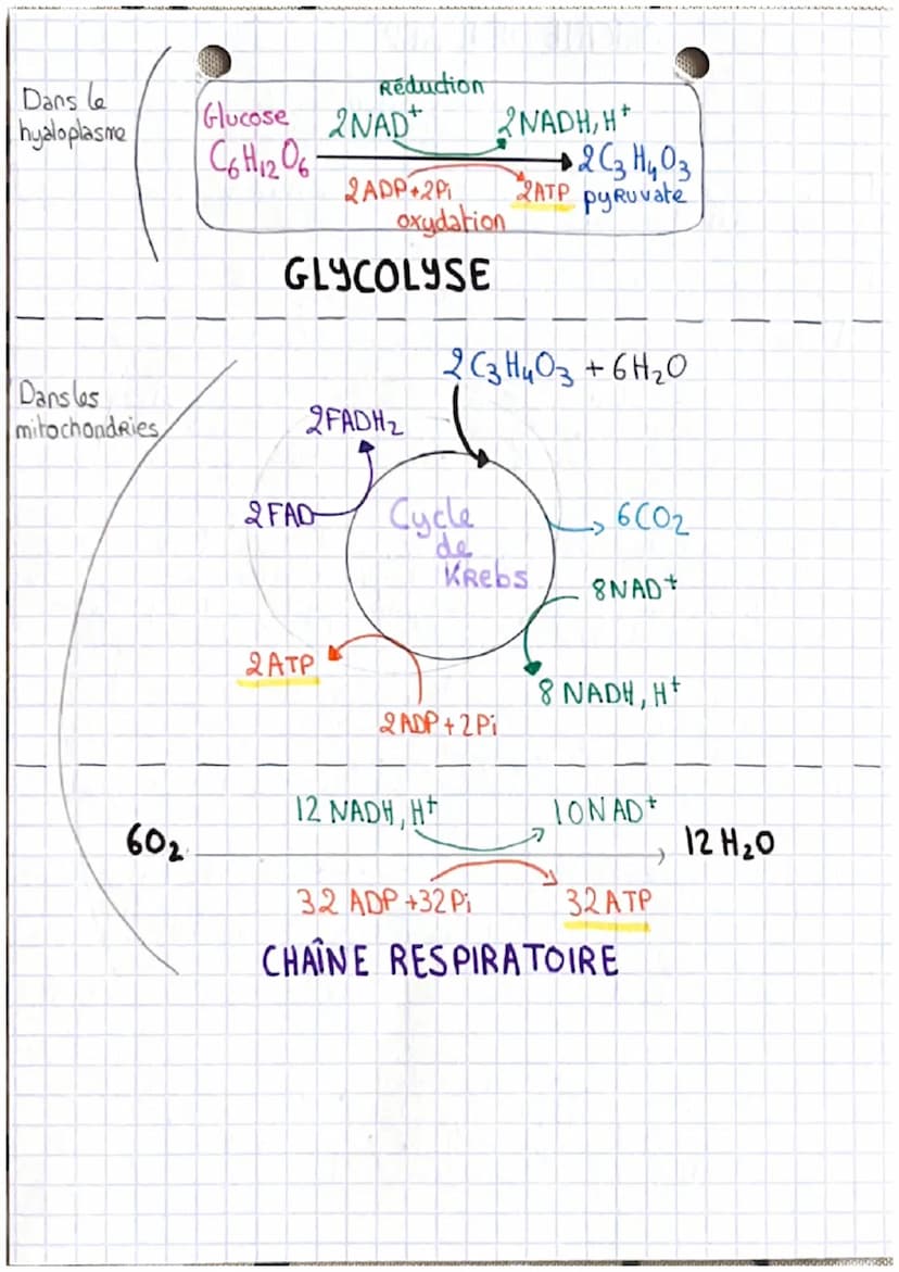 ORIGINE DE L'ATP
nécessaire à la
contraction de la
cellule musculaire
Les Réserves des cellules musculaires en ATP étant extrêmement
faible,