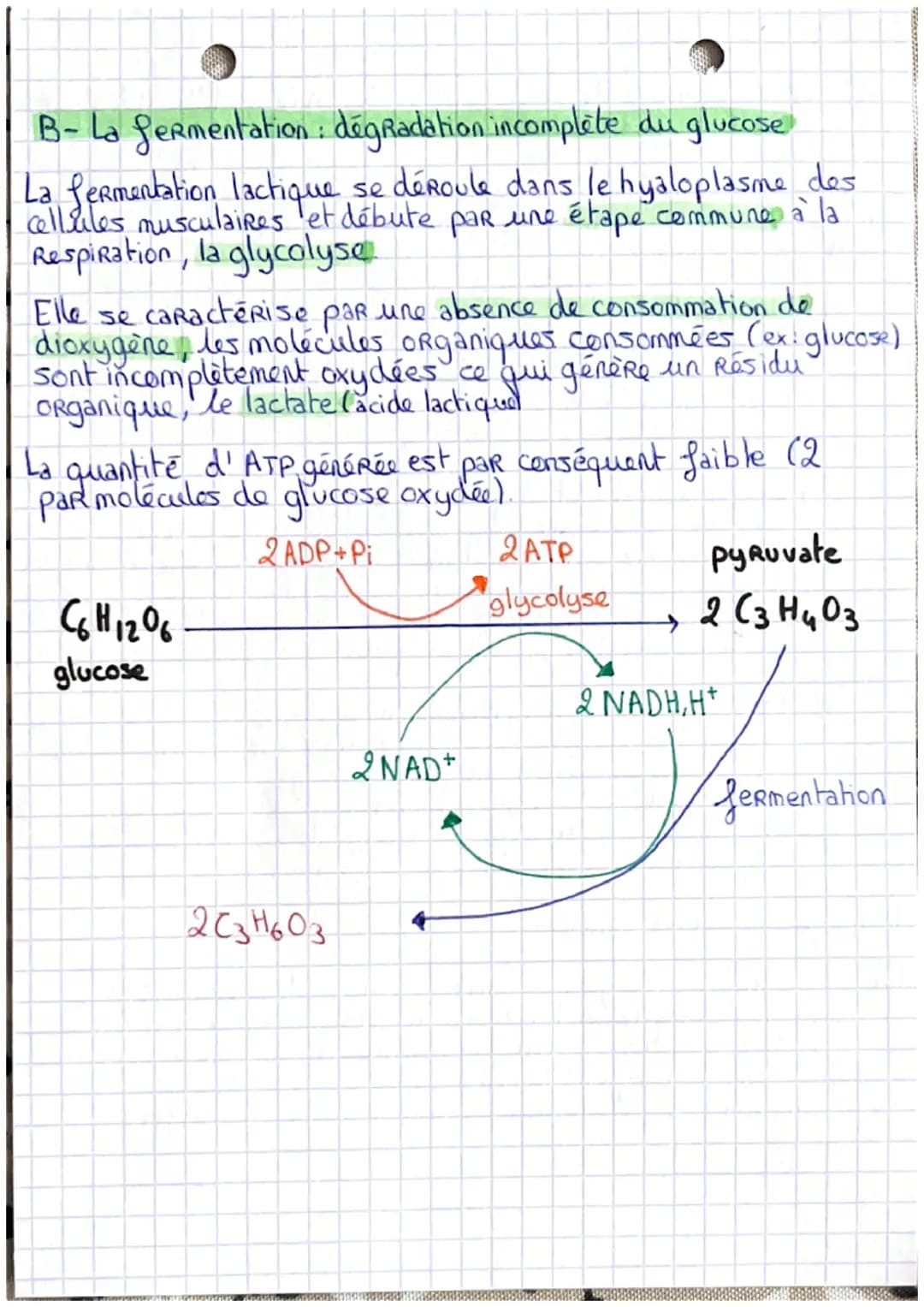 ORIGINE DE L'ATP
nécessaire à la
contraction de la
cellule musculaire
Les Réserves des cellules musculaires en ATP étant extrêmement
faible,