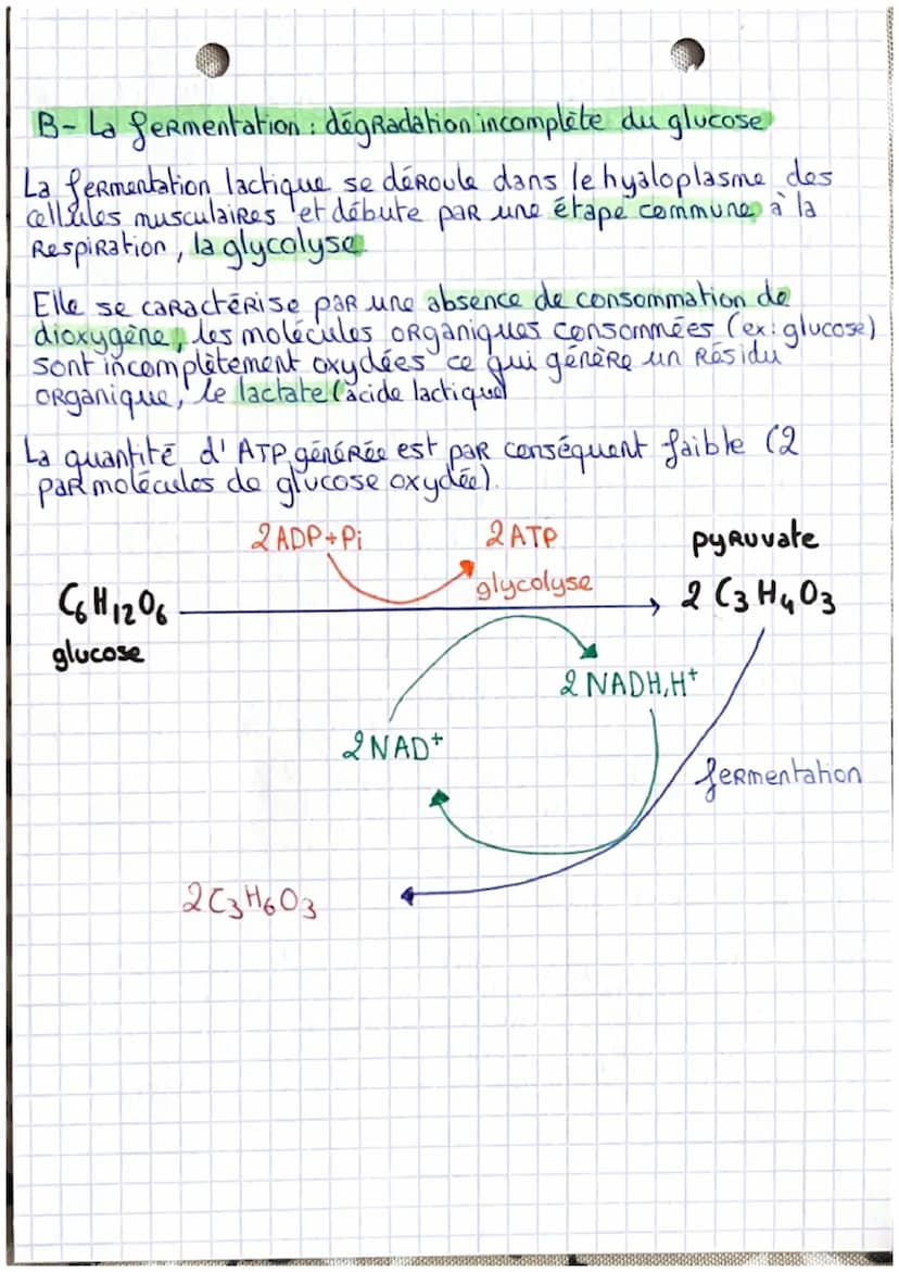 ORIGINE DE L'ATP
nécessaire à la
contraction de la
cellule musculaire
Les Réserves des cellules musculaires en ATP étant extrêmement
faible,
