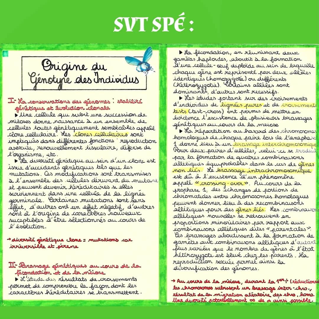 SVT SPÉ:
Origine du
Genotype des Individus
I- La conservations des genomes: stabilité
génétique et évolution clonale
▶Une cellule qui subit 